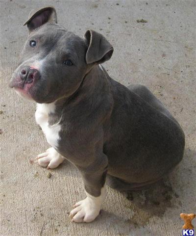 UKC / ADBA Registered Purple Ribbon Blue Female